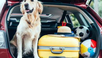 5 rules of travel for your pets